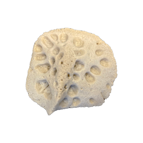 Alligator Scoot - Loose - about 1"
