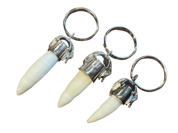 Alligator Tooth Key Ring with Alligator Cap - 3 Sizes - nice teeth!