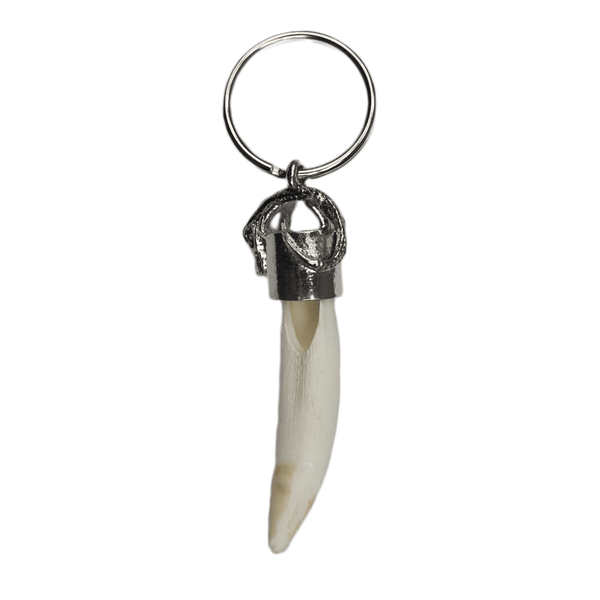 Alligator Tooth Key Ring with Alligator Cap - 3 Sizes - nice teeth!