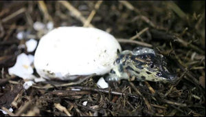 How to Hatch a Baby Alligator