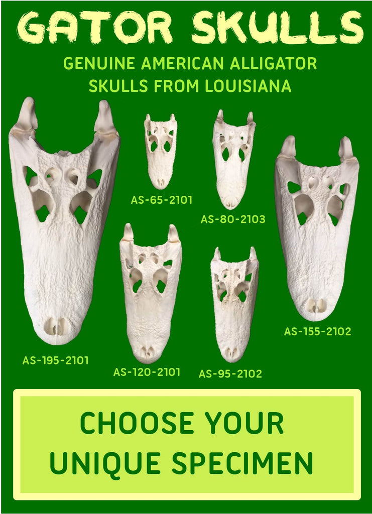 Alligator Skulls: Choose Your Specimen