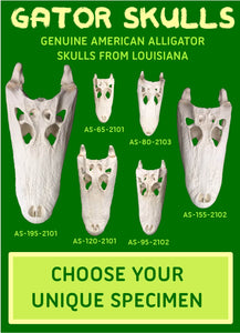 Alligator Skulls: Choose Your Specimen