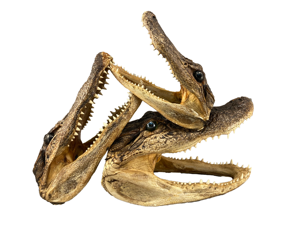 How alligator novelty items support conservation
