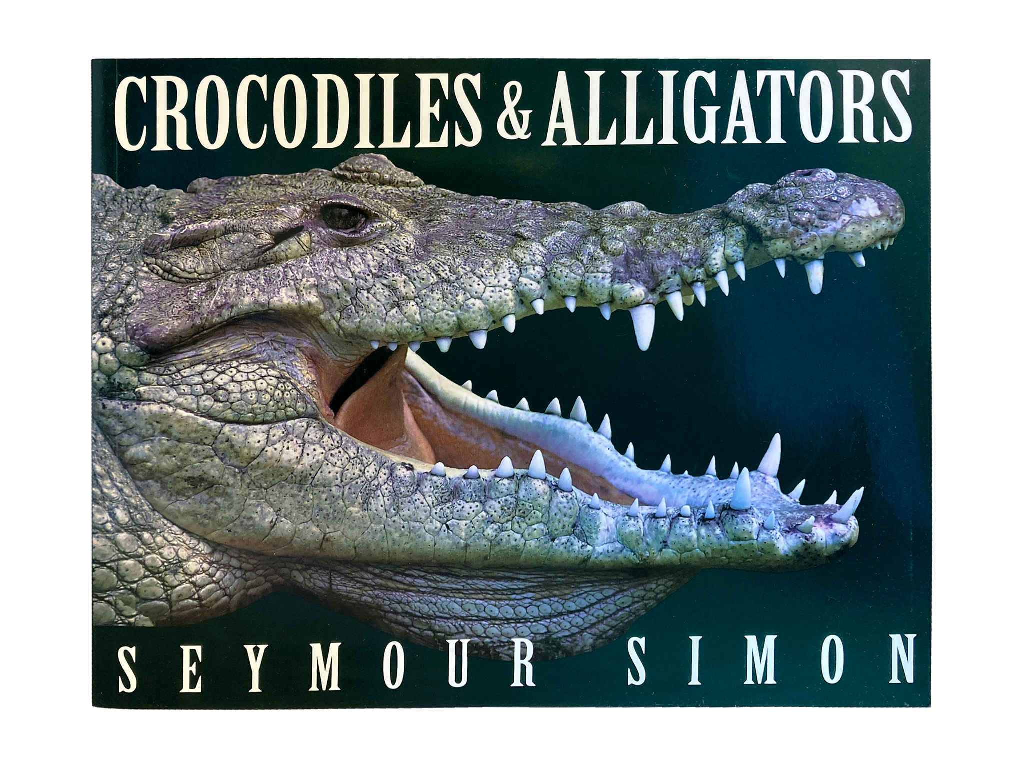 Crocodiles and Alligator - Simon