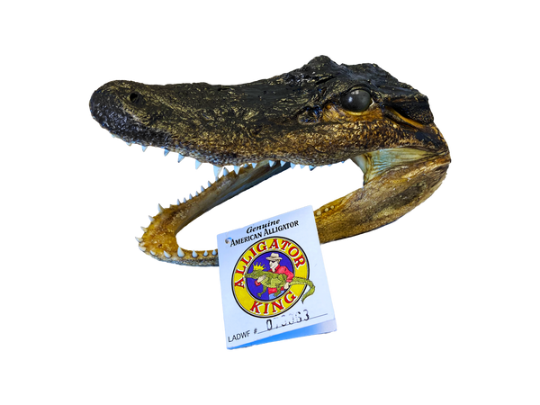 MED Gator Head - 3 Sizes - 7" - 10"