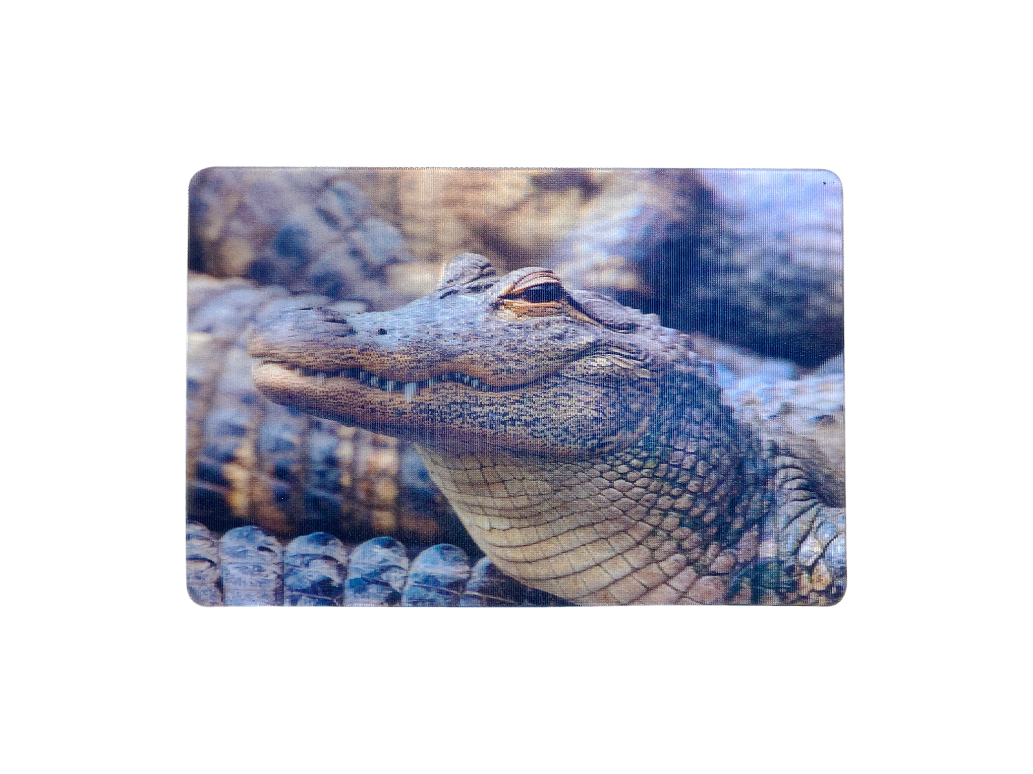 Lenticular 3D Alligator in the Swamp ready to eat You Magnet 2" x 3"