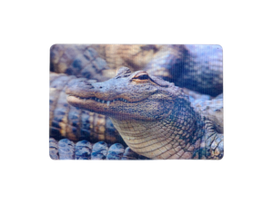 Lenticular 3D Alligator in the Swamp ready to eat You Magnet 2" x 3"