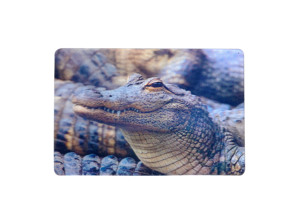 Lenticular 3D Alligator in the Swamp ready to eat You Magnet 2" x 3"