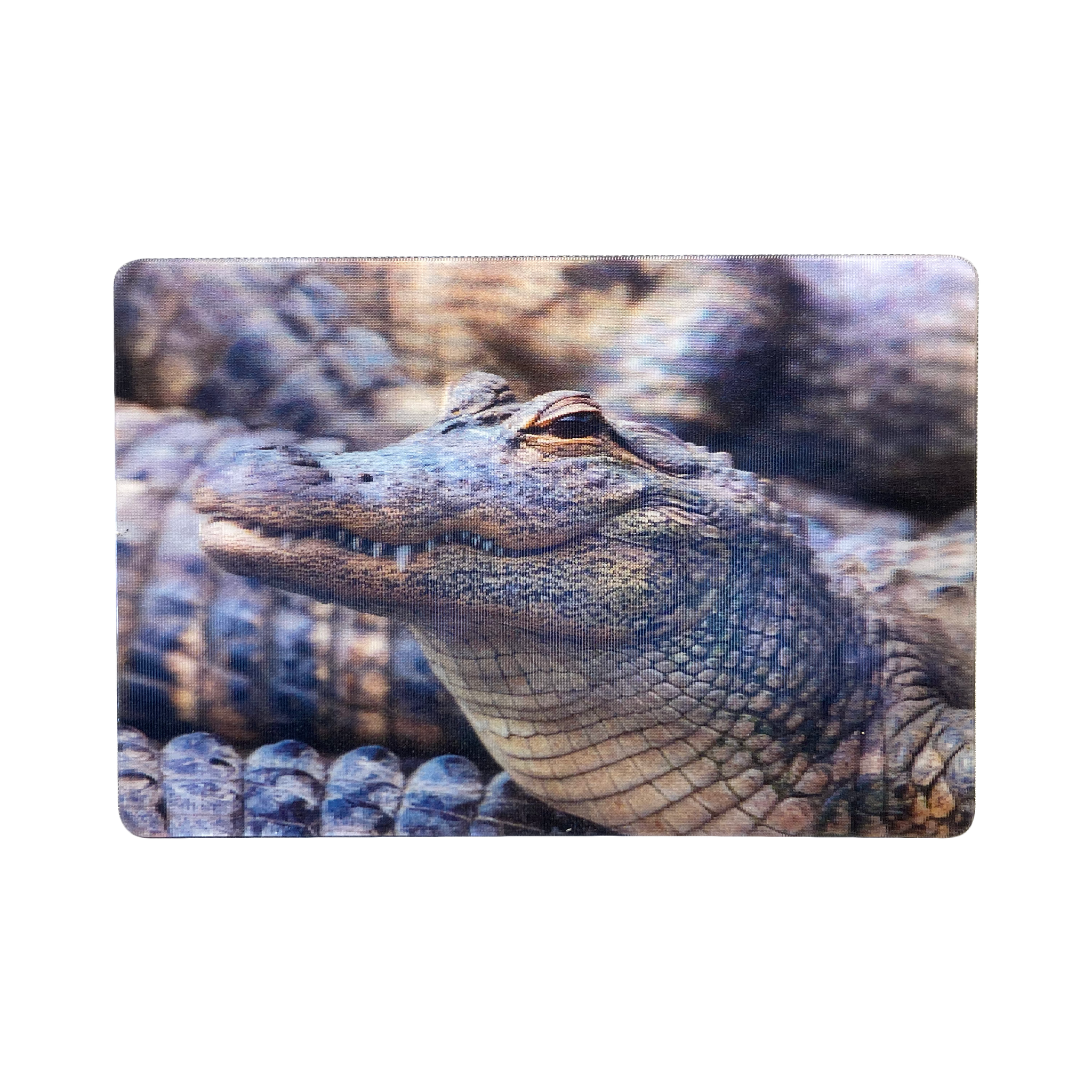 Lenticular 3D Alligator in the Swamp ready to eat You Magnet 2" x 3"