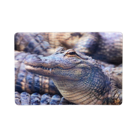 Lenticular 3D Alligator in the Swamp ready to eat You Magnet 2" x 3"