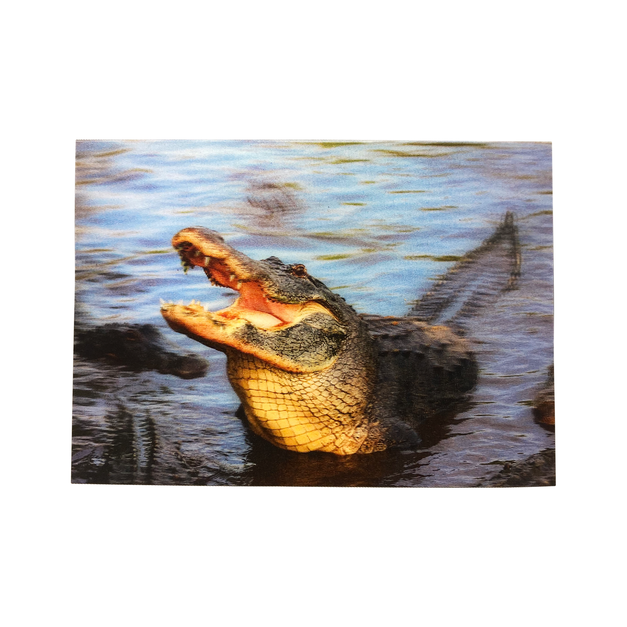 Lenticular 3D Alligator Hanging with his Friends Postcard - Get Both Styles!