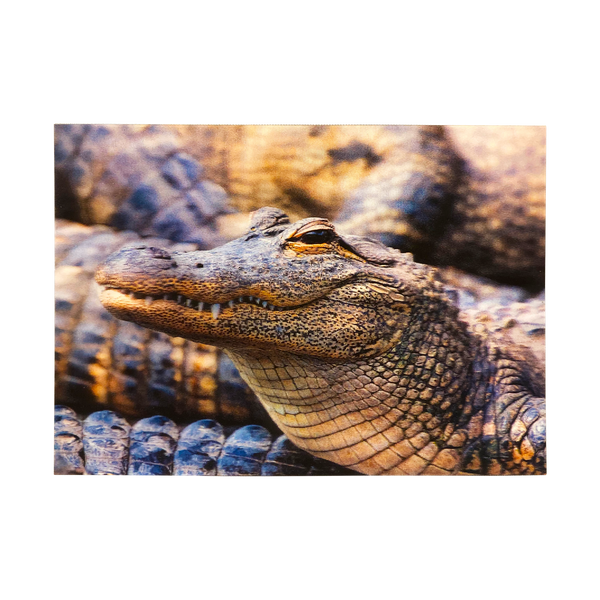 Lenticular 3D Alligator Hanging with his Friends Postcard - Get Both Styles!