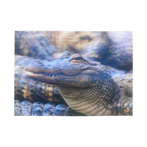Lenticular 3D Alligator in the Swamp about to Eat You Postcard - Get Both Styles!