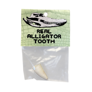 Real Alligator Tooth in a Bag