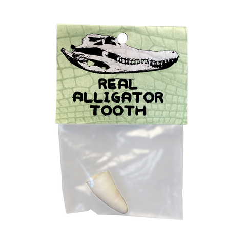 Real Alligator Tooth in a Bag