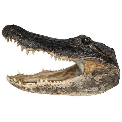 21+” Alligator Head - Call for availability