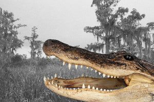 Alligator head in swamp