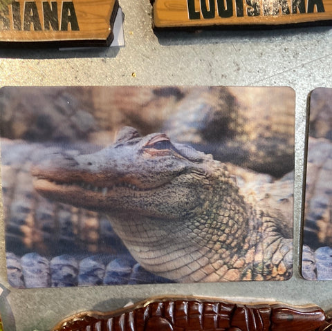 Lenticular 3D Alligator in the Swamp ready to eat You Magnet 2" x 3"