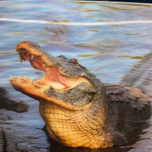 Lenticular 3D Alligator in the Swamp about to Eat You Postcard - Get Both Styles!