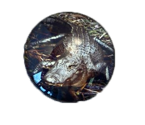 Cool Magnidome Crocodile Magnet