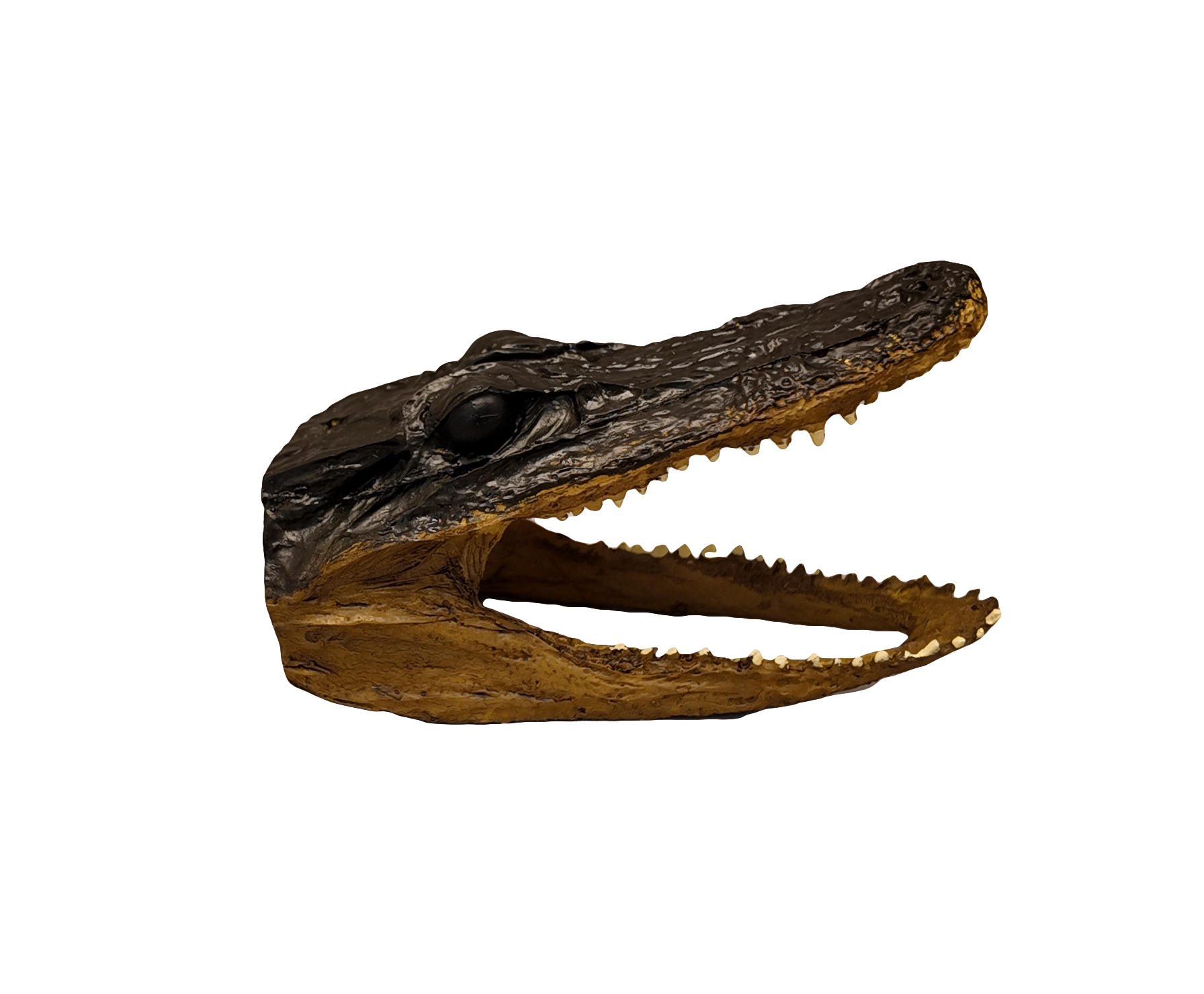 4” Resin Alligator Head - Hand Painted