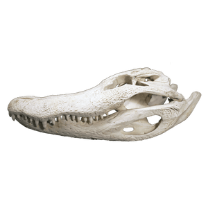 Alligator Skull LARGE - 3 Sizes - 16" to 19"