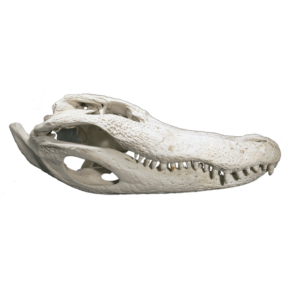 Alligator Skull MEDIUM - 4 Sizes - 12" to 16"