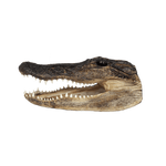 LARGE Gator Heads - 3 Sizes - 10" to 13"