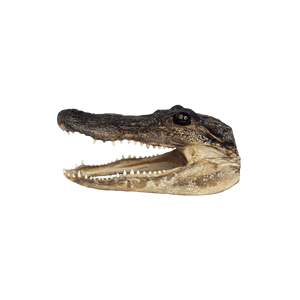 MED Gator Head - 3 Sizes - 7" - 10"
