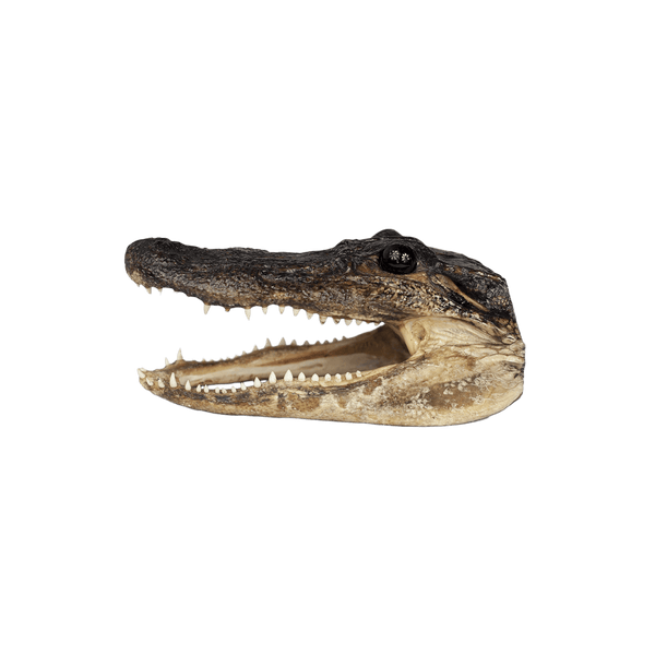 MED Gator Head - 3 Sizes - 7" - 10"