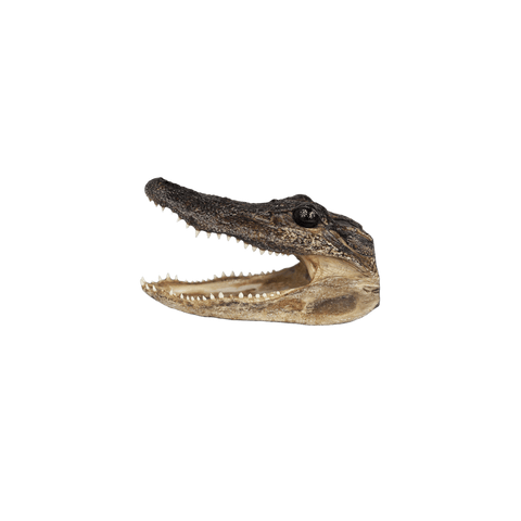 SMALL Gator Head -  3 sizes - 4" to 7"