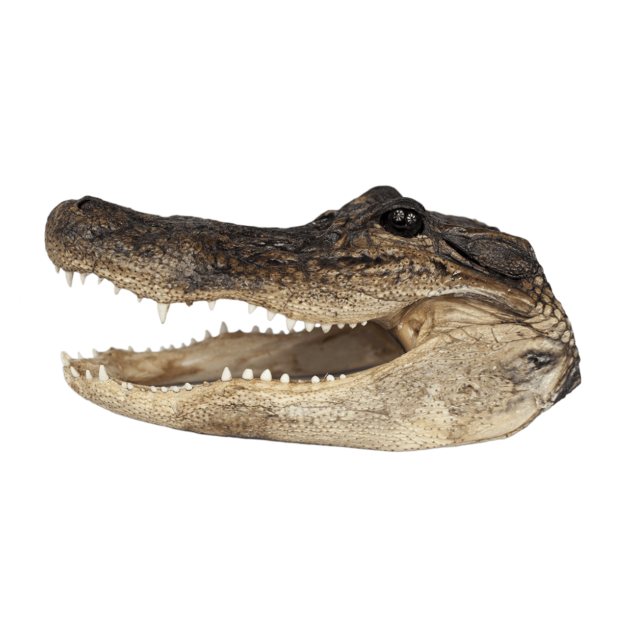 XL Gator Head - 3 Sizes - 13" to 16"