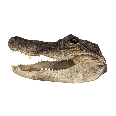 XL Gator Head - 3 Sizes - 13" to 16"